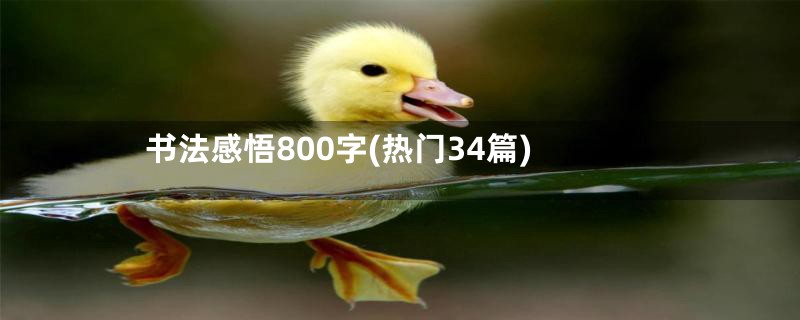 书法感悟800字(热门34篇)